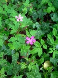 Herb_Robert