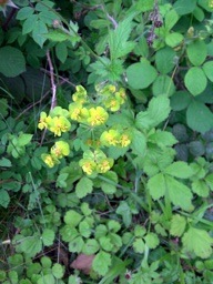 Wood_spurge