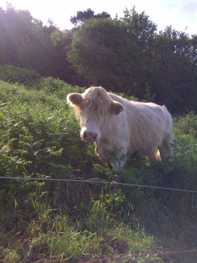 cow