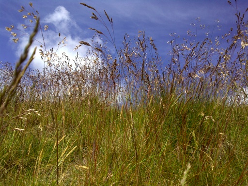 grasses