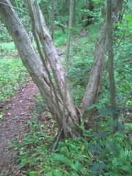 coppice_tree_pw