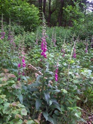 foxgloves_pw