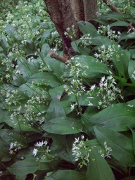wild_garlic_pw
