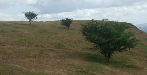 Three Trees on the Hills